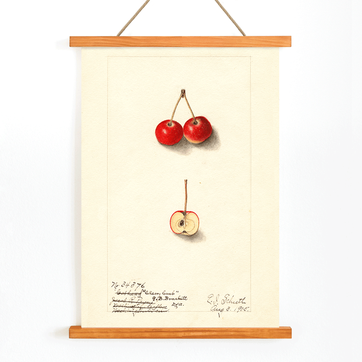 Artwork by Ellen Isham Schutt depicting Malus Cherry Crab with two whole cherries and one sliced in half Poster of Malus: Cherry Crab by Ellen Isham Schutt featuring a watercolor illustration of whole and halved cherries.