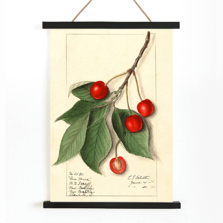 Prunus avium Govenor Wood by Ellen Isham Schutt botanical illustration featuring cherries and leaves Poster of Prunus avium Govenor Wood by Ellen Isham Schutt showing a botanical illustration of cherries and leaves on a branch.