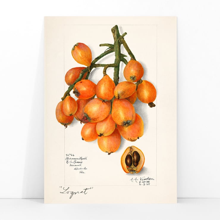 Talkat (Eriobotrya japonica) Talkat (Eriobotrya japonica)