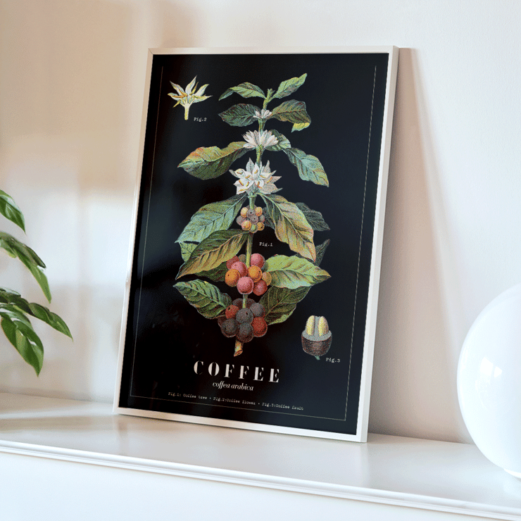 Póster presenta la obra de arte Coffea Arabica de Davis Sacker & Perkins que muestra una ilustración detallada de las etapas de la planta de café.