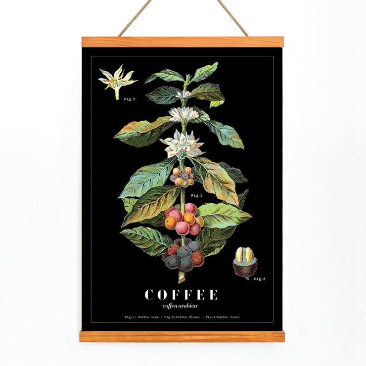Póster presenta la obra de arte Coffea Arabica de Davis Sacker & Perkins que muestra una ilustración detallada de las etapas de la planta de café.