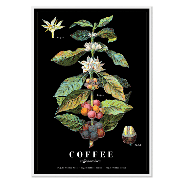 Póster presenta la obra de arte Coffea Arabica de Davis Sacker & Perkins que muestra una ilustración detallada de las etapas de la planta de café.