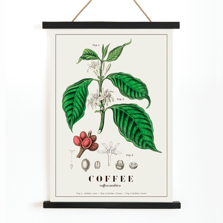 Botanical illustration of Coffea arabica by John Stephenson Poster of Coffea arabica plant by John Stephenson featuring detailed botanical illustrations of coffee tree leaves and fruits