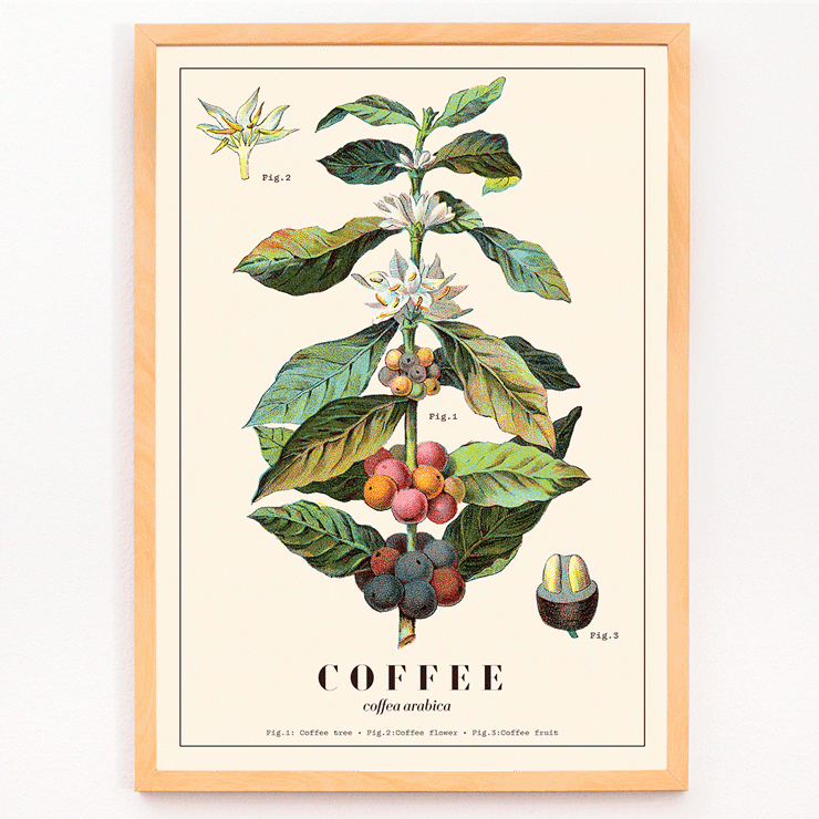 Coffee plant illustration Coffea Arabica by Davis Sacker and Perkins Poster depicting detailed botanical illustration of a Coffea arabica plant with fruits and flowers from Coffee by Davis Sacker and Perkins.