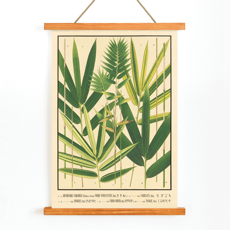 Botanical illustration of Japanese bamboo leaves by Yasuyoshi Shirasawa titled Icones of the bamboos of Japan Nihon chikurui zufu Pl.06 Poster depicting various species of bamboo with green leaves Icones of the bamboos of Japan – Nihon chikurui zufu Pl.06 by Yasuyoshi Shirasawa