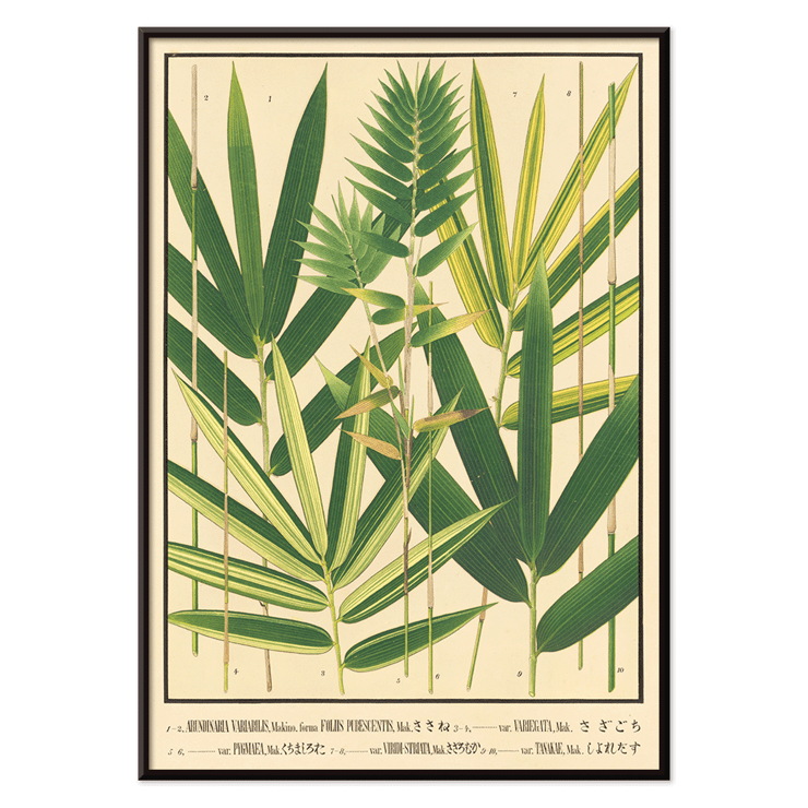 Botanical illustration of Japanese bamboo leaves by Yasuyoshi Shirasawa titled Icones of the bamboos of Japan Nihon chikurui zufu Pl.06 Poster depicting various species of bamboo with green leaves Icones of the bamboos of Japan – Nihon chikurui zufu Pl.06 by Yasuyoshi Shirasawa