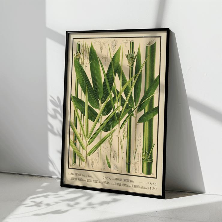 Botanical illustration of various bamboo species by Yasuyoshi Shirasawa from Icones of the bamboos of Japan – Nihon chikurui zufu Pl 08 Poster featuring botanical illustrations of bamboo plants with labeled parts in Icones of the bamboos of Japan – Nihon chikurui zufu Pl.08 by Yasuyoshi Shirasawa