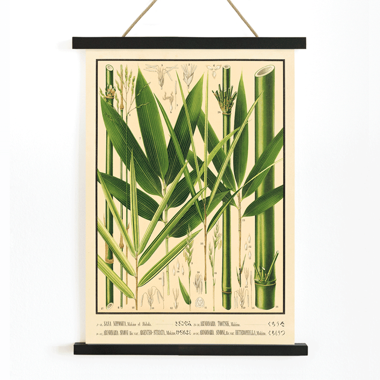 Botanical illustration of various bamboo species by Yasuyoshi Shirasawa from Icones of the bamboos of Japan – Nihon chikurui zufu Pl 08 Poster featuring botanical illustrations of bamboo plants with labeled parts in Icones of the bamboos of Japan – Nihon chikurui zufu Pl.08 by Yasuyoshi Shirasawa