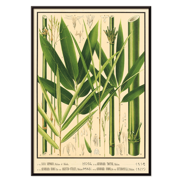 Botanical illustration of various bamboo species by Yasuyoshi Shirasawa from Icones of the bamboos of Japan – Nihon chikurui zufu Pl 08 Poster featuring botanical illustrations of bamboo plants with labeled parts in Icones of the bamboos of Japan – Nihon chikurui zufu Pl.08 by Yasuyoshi Shirasawa