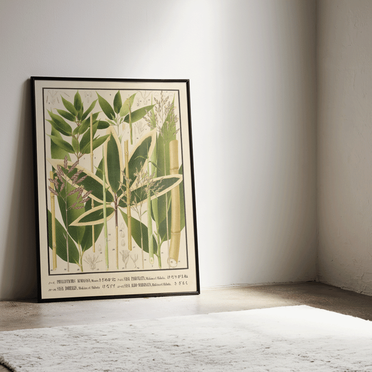 Botanical illustration of various bamboo species by Yasuyoshi Shirasawa from Icones of the bamboos of Japan Nihon chikurui zufu Pl.11 Poster depicting various bamboo species from Japan with detailed botanical illustrations Icones of the bamboos of Japan - Nihon chikurui zufu Pl.11 by Yasuyoshi Shirasawa