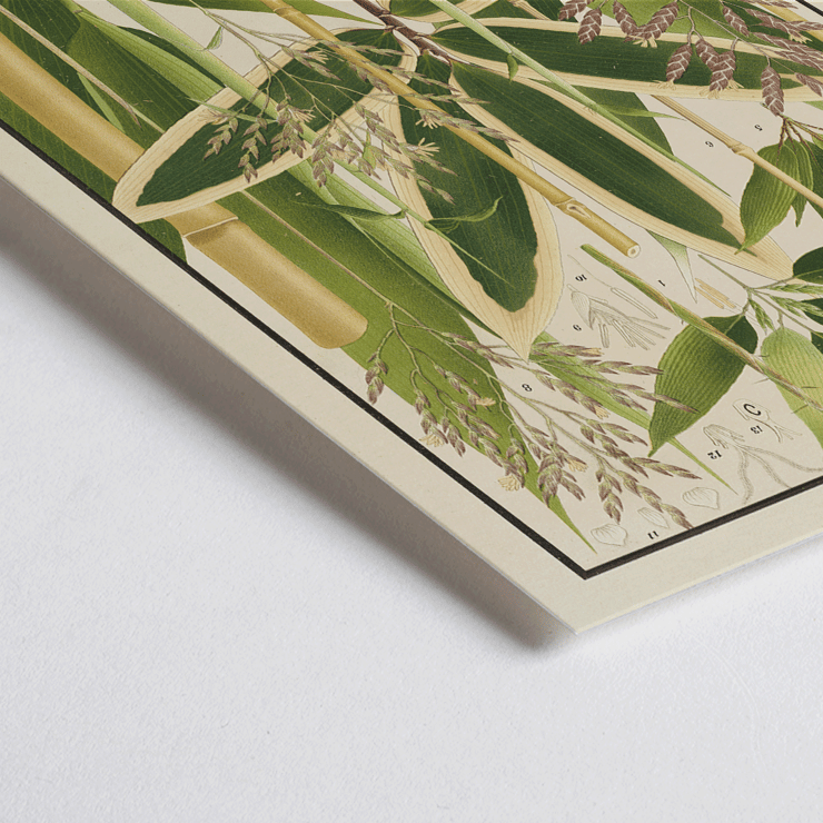 Botanical illustration of various bamboo species by Yasuyoshi Shirasawa from Icones of the bamboos of Japan Nihon chikurui zufu Pl.11 Poster depicting various bamboo species from Japan with detailed botanical illustrations Icones of the bamboos of Japan - Nihon chikurui zufu Pl.11 by Yasuyoshi Shirasawa