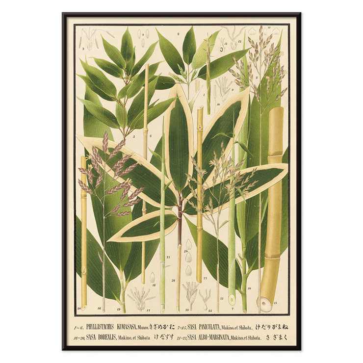 Botanical illustration of various bamboo species by Yasuyoshi Shirasawa from Icones of the bamboos of Japan Nihon chikurui zufu Pl.11 Poster depicting various bamboo species from Japan with detailed botanical illustrations Icones of the bamboos of Japan - Nihon chikurui zufu Pl.11 by Yasuyoshi Shirasawa