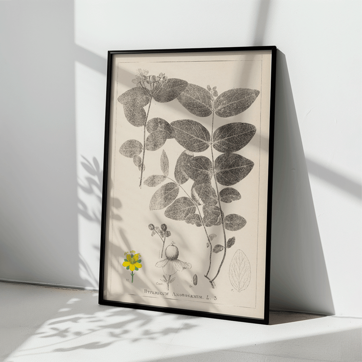 Detailed botanical illustration of Hypericum Androsaemum by Louis Antoine Cusin from Herbier de la flore française Pl.117 Poster of a botanical illustration titled Herbier de la Flore Française Pl.117 by Louis Antoine Cusin depicting Hypericum Androsaemum