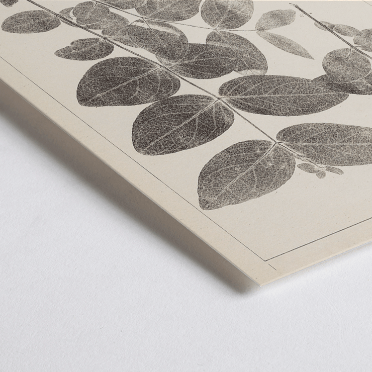 Detailed botanical illustration of Hypericum Androsaemum by Louis Antoine Cusin from Herbier de la flore française Pl.117 Poster of a botanical illustration titled Herbier de la Flore Française Pl.117 by Louis Antoine Cusin depicting Hypericum Androsaemum