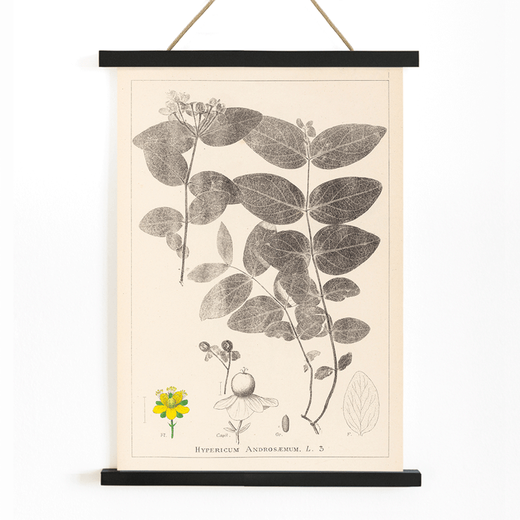 Detailed botanical illustration of Hypericum Androsaemum by Louis Antoine Cusin from Herbier de la flore française Pl.117 Poster of a botanical illustration titled Herbier de la Flore Française Pl.117 by Louis Antoine Cusin depicting Hypericum Androsaemum