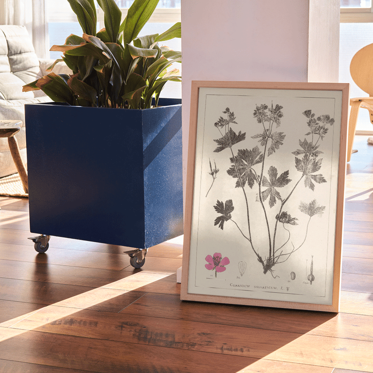 Botanical illustration of Geranium sylvaticum by Louis Antoine Cusin titled Herbier de la flore française Pl 59 Poster depicting botanical illustration of Geranium sylvaticum with detailed sketches and a pink flower from Herbier de la flore française by Louis Antoine Cusin