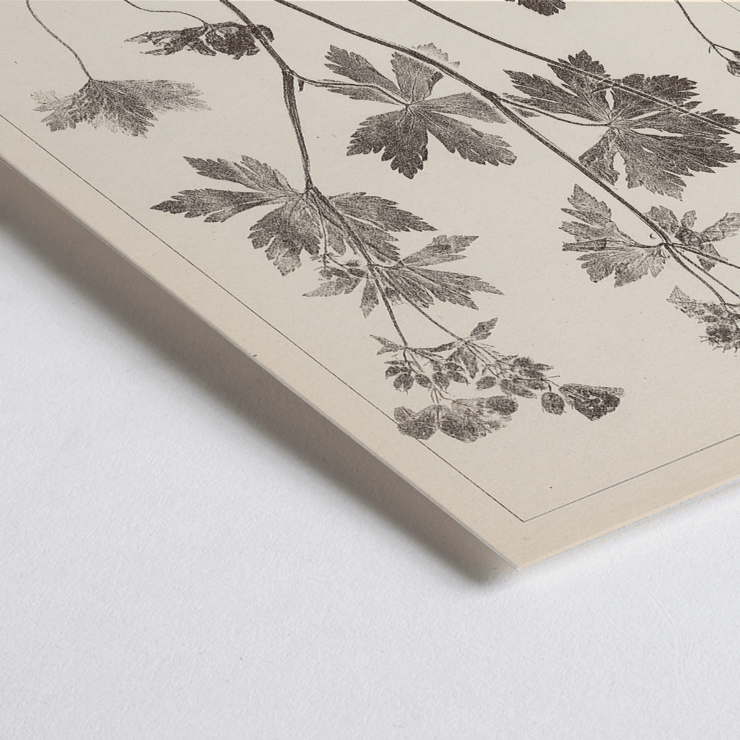Botanical illustration of Geranium sylvaticum by Louis Antoine Cusin titled Herbier de la flore française Pl 59 Poster depicting botanical illustration of Geranium sylvaticum with detailed sketches and a pink flower from Herbier de la flore française by Louis Antoine Cusin