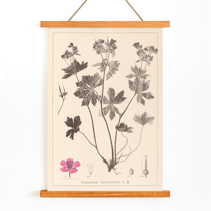 Botanical illustration of Geranium sylvaticum by Louis Antoine Cusin titled Herbier de la flore française Pl 59 Poster depicting botanical illustration of Geranium sylvaticum with detailed sketches and a pink flower from Herbier de la flore française by Louis Antoine Cusin