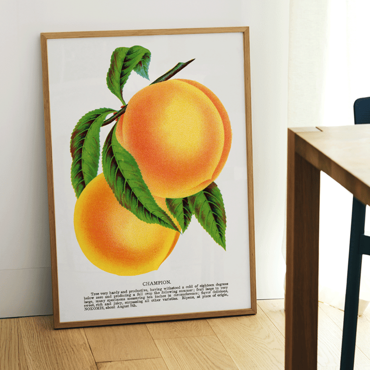 Champion plum lithograph by Owen Jones from Botanical Specimen depicting two ripe yellow plums with green leaves Poster of two peaches with green leaves titled Champion Plum Lithograph from Botanical Specimen by Owen Jones