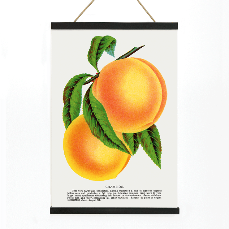 Champion plum lithograph by Owen Jones from Botanical Specimen depicting two ripe yellow plums with green leaves Poster of two peaches with green leaves titled Champion Plum Lithograph from Botanical Specimen by Owen Jones