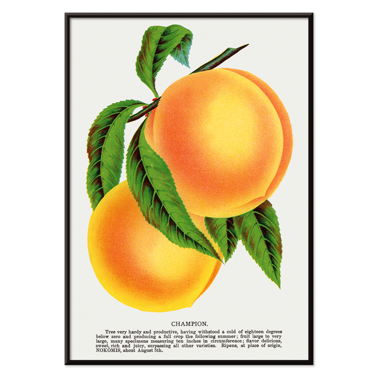 Champion plum lithograph by Owen Jones from Botanical Specimen depicting two ripe yellow plums with green leaves Poster of two peaches with green leaves titled Champion Plum Lithograph from Botanical Specimen by Owen Jones