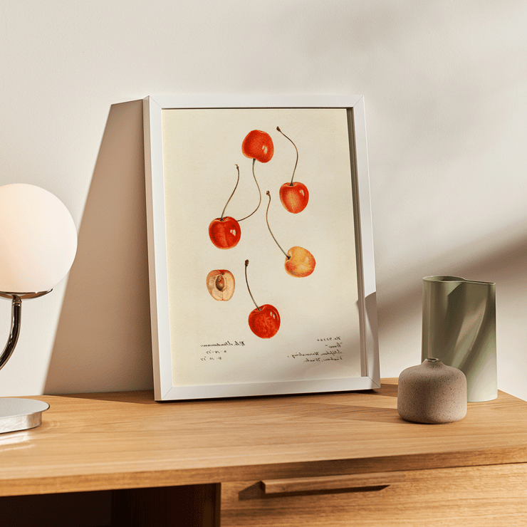 Prunus avium painting of cherries by Royal Charles Steadman titled Cass Poster featuring cherries from artwork Prunus avium Cass by Royal Charles Steadman displaying various cherry illustrations.
