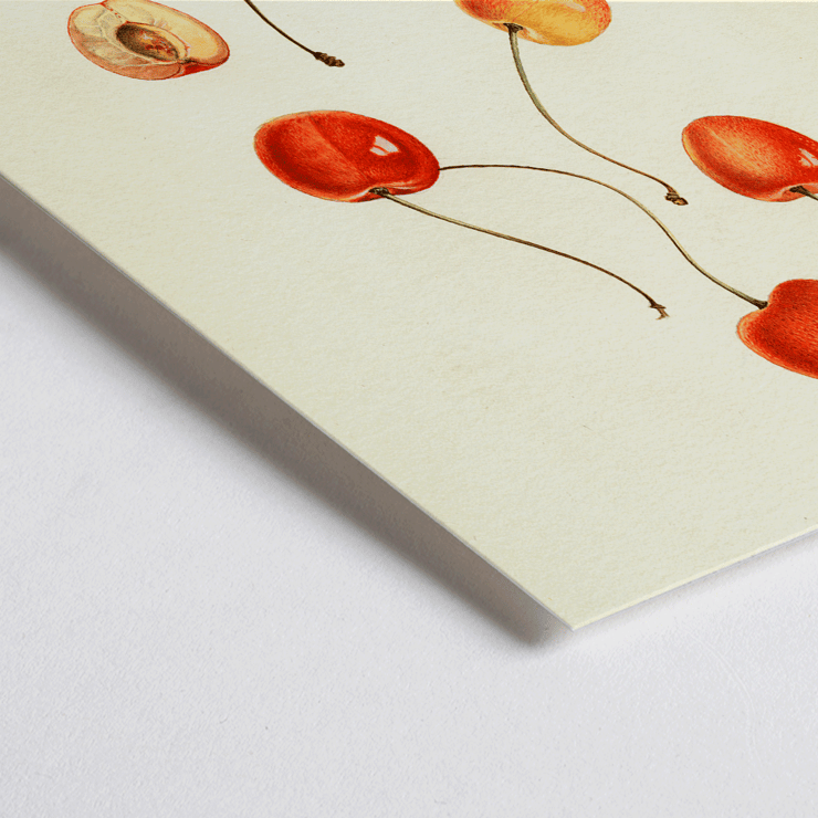 Prunus avium painting of cherries by Royal Charles Steadman titled Cass Poster featuring cherries from artwork Prunus avium Cass by Royal Charles Steadman displaying various cherry illustrations.
