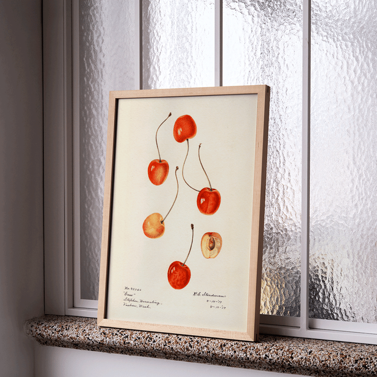 Prunus avium painting of cherries by Royal Charles Steadman titled Cass Poster featuring cherries from artwork Prunus avium Cass by Royal Charles Steadman displaying various cherry illustrations.