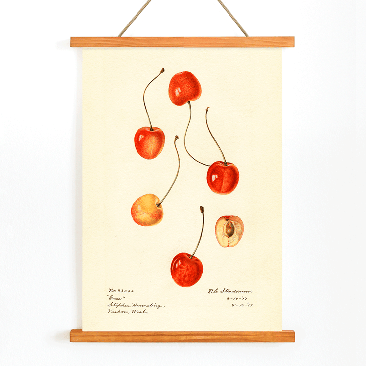 Prunus avium painting of cherries by Royal Charles Steadman titled Cass Poster featuring cherries from artwork Prunus avium Cass by Royal Charles Steadman displaying various cherry illustrations.