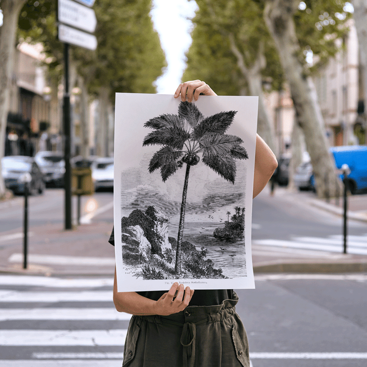 Illustration of a palm tree by Oswald de Kerchove de Denterghem from Les Palmiers Histoire Iconographique Poster of a palm tree by the sea from Les Palmiers Histoire Iconographique by Oswald de Kerchove de Denterghem.
