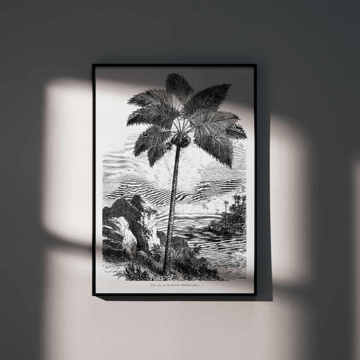 Illustration of a palm tree by Oswald de Kerchove de Denterghem from Les Palmiers Histoire Iconographique Poster of a palm tree by the sea from Les Palmiers Histoire Iconographique by Oswald de Kerchove de Denterghem.