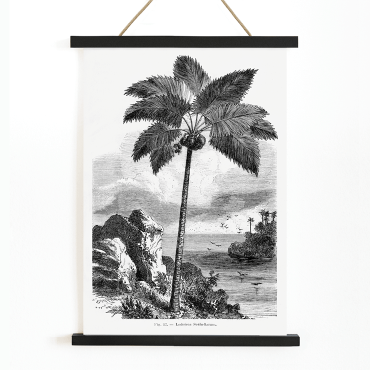 Illustration of a palm tree by Oswald de Kerchove de Denterghem from Les Palmiers Histoire Iconographique Poster of a palm tree by the sea from Les Palmiers Histoire Iconographique by Oswald de Kerchove de Denterghem.