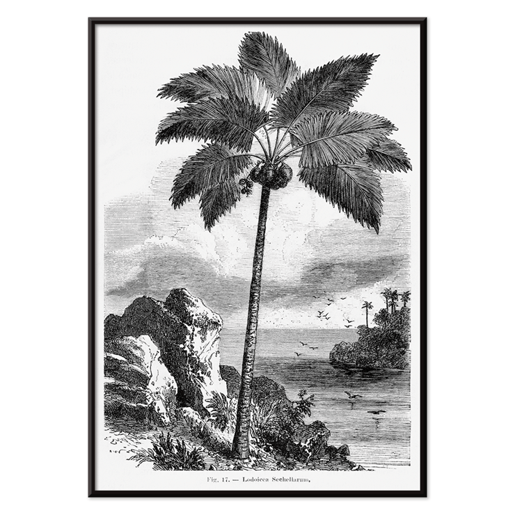 Illustration of a palm tree by Oswald de Kerchove de Denterghem from Les Palmiers Histoire Iconographique Poster of a palm tree by the sea from Les Palmiers Histoire Iconographique by Oswald de Kerchove de Denterghem.