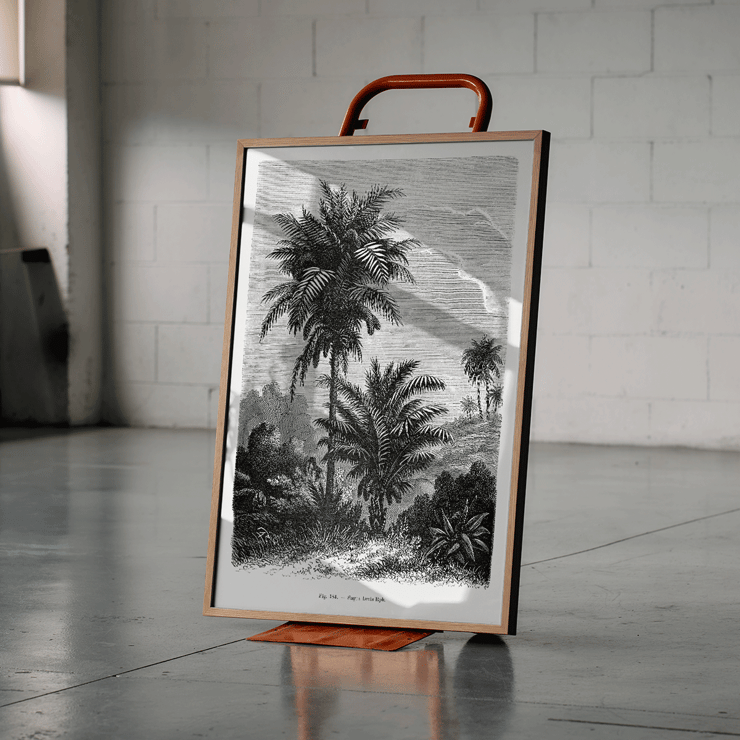 Illustration of palm trees by Oswald de Kerchove de Denterghem from Les Palmiers Histoire Iconographique 2 Poster featuring a detailed black and white illustration of palm trees by Oswald de Kerchove de Denterghem Les Palmiers Histoire Iconographique
