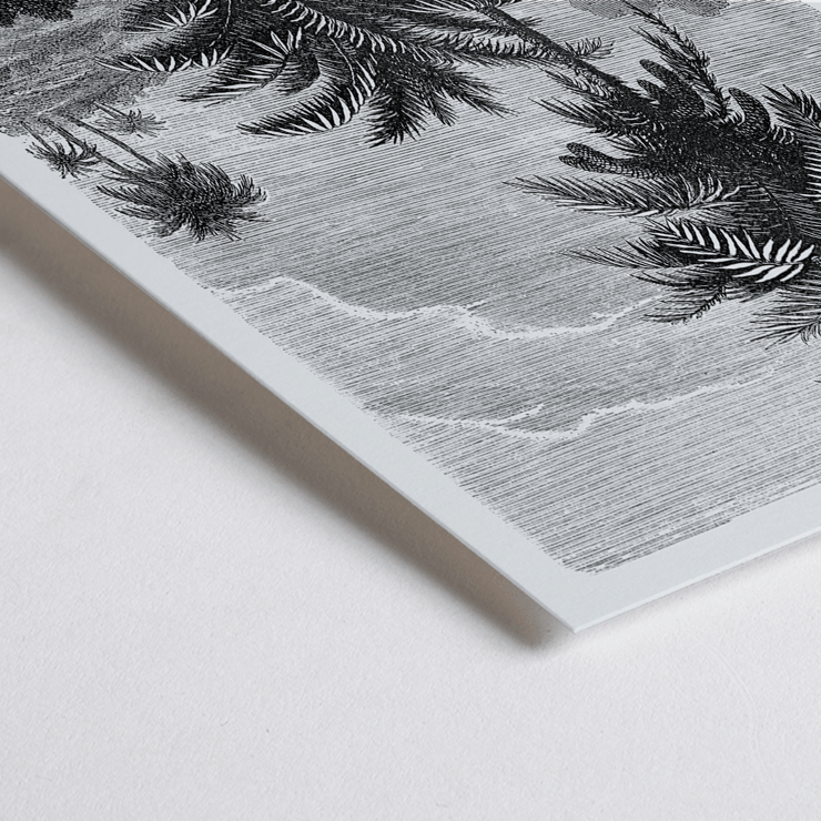 Illustration of palm trees by Oswald de Kerchove de Denterghem from Les Palmiers Histoire Iconographique 2 Poster featuring a detailed black and white illustration of palm trees by Oswald de Kerchove de Denterghem Les Palmiers Histoire Iconographique