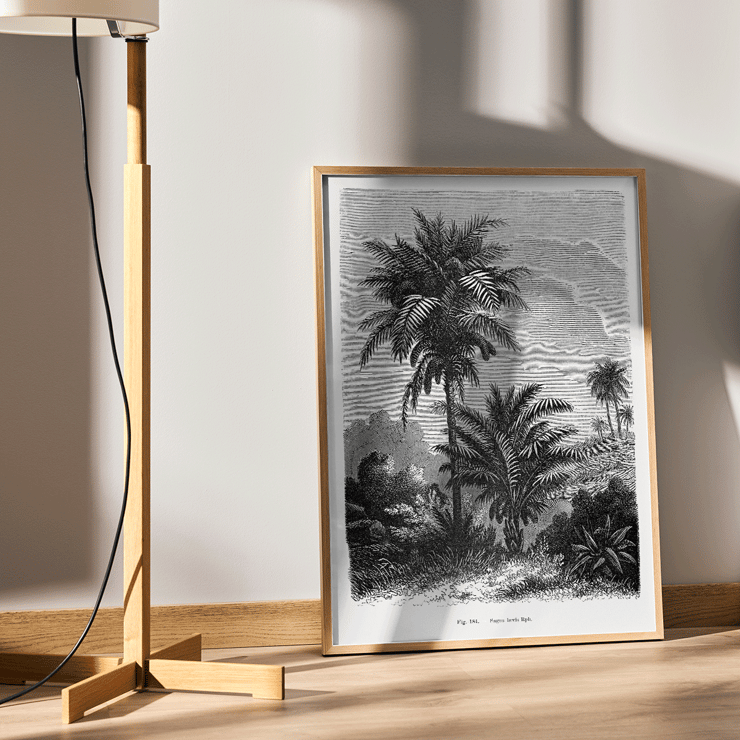 Illustration of palm trees by Oswald de Kerchove de Denterghem from Les Palmiers Histoire Iconographique 2 Poster featuring a detailed black and white illustration of palm trees by Oswald de Kerchove de Denterghem Les Palmiers Histoire Iconographique