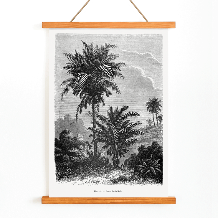 Illustration of palm trees by Oswald de Kerchove de Denterghem from Les Palmiers Histoire Iconographique 2 Poster featuring a detailed black and white illustration of palm trees by Oswald de Kerchove de Denterghem Les Palmiers Histoire Iconographique