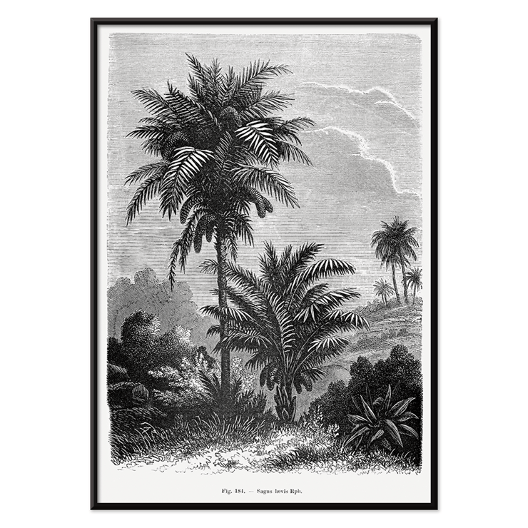 Illustration of palm trees by Oswald de Kerchove de Denterghem from Les Palmiers Histoire Iconographique 2 Poster featuring a detailed black and white illustration of palm trees by Oswald de Kerchove de Denterghem Les Palmiers Histoire Iconographique