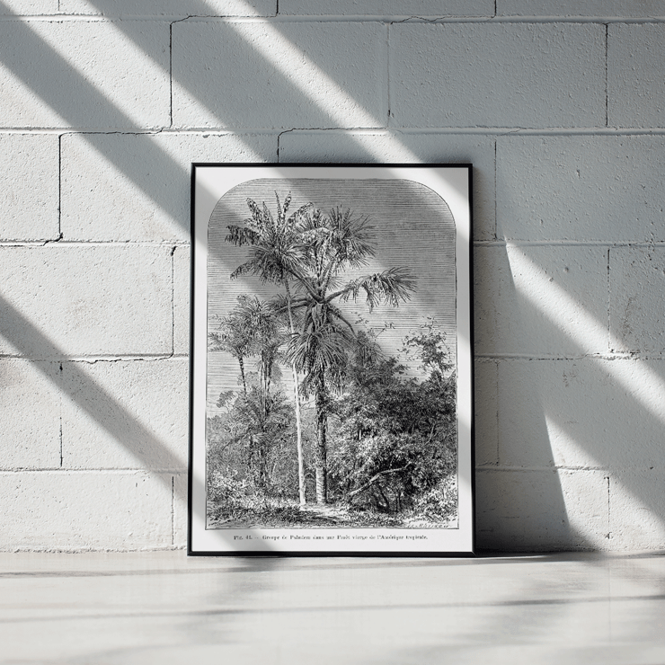 Palm trees in tropical forest illustration by Oswald de Kerchove de Denterghem Les Palmiers Histoire Iconographique 1 Poster titled Les Palmiers Histoire Iconographique by Oswald de Kerchove de Denterghem depicting palm trees in a tropical forest.