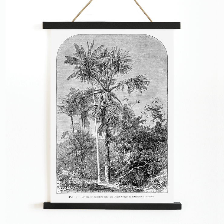 Palm trees in tropical forest illustration by Oswald de Kerchove de Denterghem Les Palmiers Histoire Iconographique 1 Poster titled Les Palmiers Histoire Iconographique by Oswald de Kerchove de Denterghem depicting palm trees in a tropical forest.
