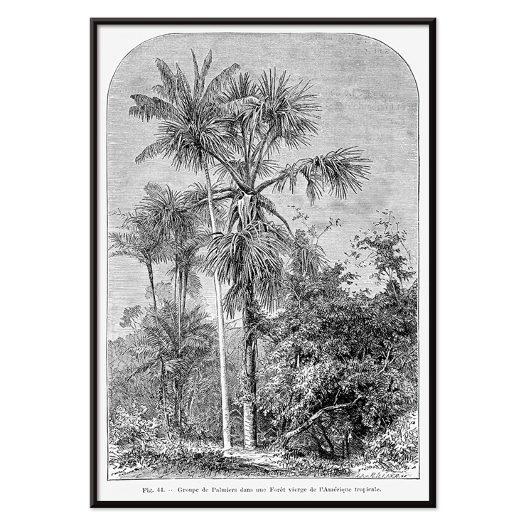 Palm trees in tropical forest illustration by Oswald de Kerchove de Denterghem Les Palmiers Histoire Iconographique 1 Poster titled Les Palmiers Histoire Iconographique by Oswald de Kerchove de Denterghem depicting palm trees in a tropical forest.