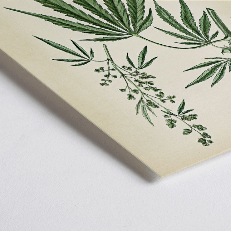 Cannabis sativa botanical illustration by Cannabis Botanical Plate 2 artist featuring detailed plant parts. Poster of Cannabis sativa botanical illustration featuring leaves flowers and seeds from Cannabis Botanical Plate 2 artwork