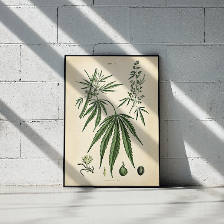 Cannabis sativa botanical illustration by Cannabis Botanical Plate 2 artist featuring detailed plant parts. Poster of Cannabis sativa botanical illustration featuring leaves flowers and seeds from Cannabis Botanical Plate 2 artwork