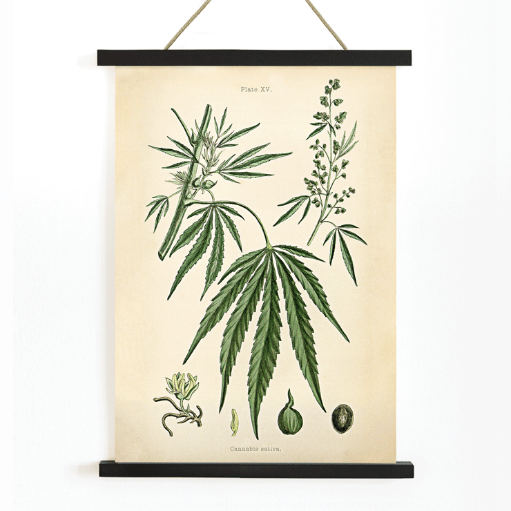 Cannabis sativa botanical illustration by Cannabis Botanical Plate 2 artist featuring detailed plant parts. Poster of Cannabis sativa botanical illustration featuring leaves flowers and seeds from Cannabis Botanical Plate 2 artwork