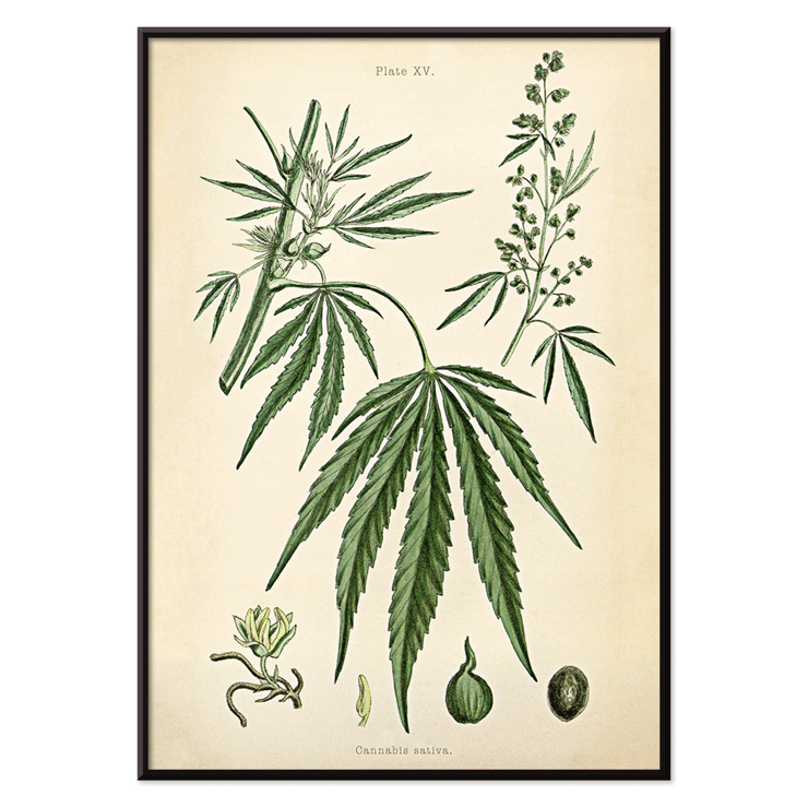 Cannabis sativa botanical illustration by Cannabis Botanical Plate 2 artist featuring detailed plant parts. Poster of Cannabis sativa botanical illustration featuring leaves flowers and seeds from Cannabis Botanical Plate 2 artwork