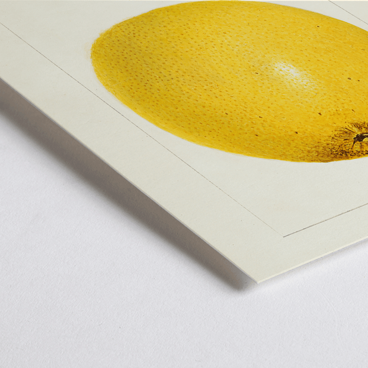 Illustration of a grapefruit in Citrus paradisi by Amanda Almira Newton. Poster featuring a detailed illustration of a grapefruit titled Citrus paradisi by Amanda Almira Newton.