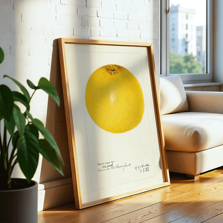 Illustration of a grapefruit in Citrus paradisi by Amanda Almira Newton. Poster featuring a detailed illustration of a grapefruit titled Citrus paradisi by Amanda Almira Newton.