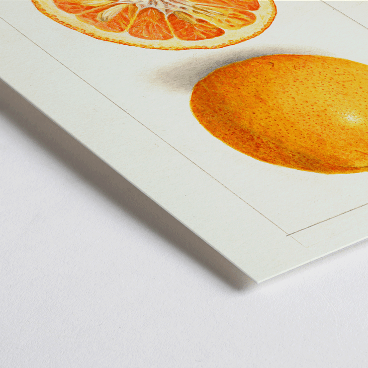 Illustration of Citrus nobilis by Amanda Almira Newton showing whole fruit and cross-section. Citrus fruit poster by Amanda Almira Newton displaying whole and halved orange with detailed illustration.