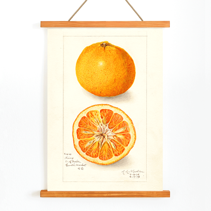 Illustration of Citrus nobilis by Amanda Almira Newton showing whole fruit and cross-section. Citrus fruit poster by Amanda Almira Newton displaying whole and halved orange with detailed illustration.