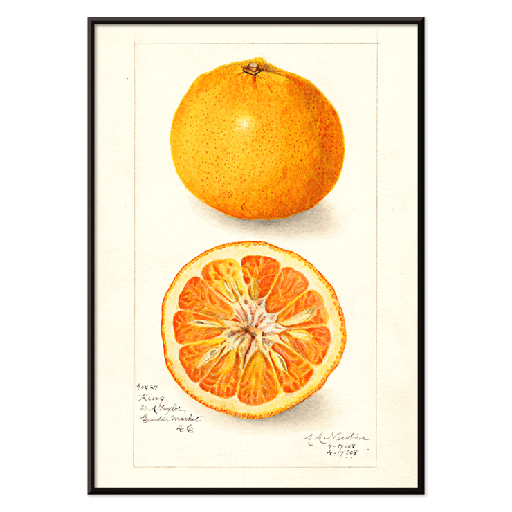 Illustration of Citrus nobilis by Amanda Almira Newton showing whole fruit and cross-section. Citrus fruit poster by Amanda Almira Newton displaying whole and halved orange with detailed illustration.